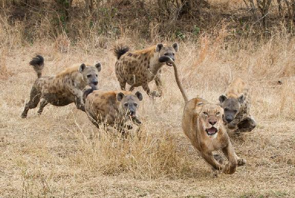 hyena vs singa
